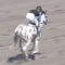 【競馬】土曜中山5Rはアルママかパロネラどちらかが飛ぶ
