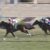 【競馬】ダノン軍団切り込み隊長・ダノンスマッシュ