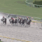 【競馬/マーチS】[動画] サトノティターンのパトロール映像wwwwww