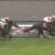 【競馬】上半期G1勝ち馬がほぼ決定した件ｗｗｗｗｗｗｗ
