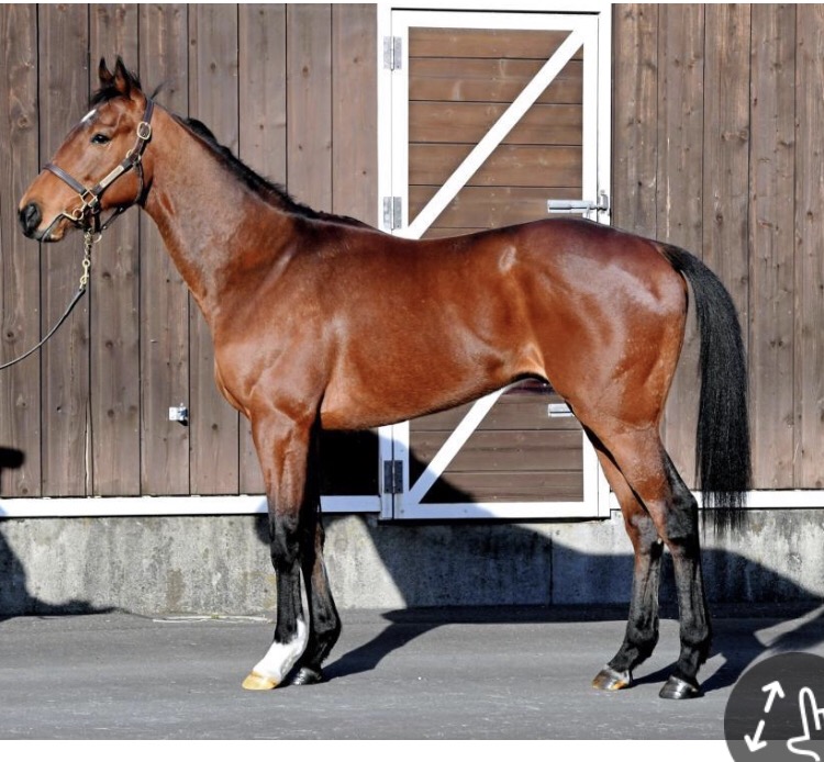 【競馬】ノーザンF早来で未来のスターホースたちがお披露目！！セレクトセール5億8000万円イルーシヴウェーヴの17など