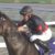【競馬・かしわ記念】ルヴァンスレーヴ1.3倍ｗｗｗｗｗｗｗｗｗｗ