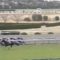 【競馬/阪神大賞典】シャケトラ大楽勝強すぎワロタｗｗｗｗｗｗｗｗｗｗｗ