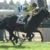 【競馬】田辺がラストドラフトを降ろされる・・・皐月賞はシュタルケに決定・・・