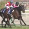 【競馬】高松宮見て三番人気以降の軸1頭三連複総流しが一番勝ち組に近付けると思うんだが？