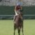 【競馬】グランアレグリアはスプリンターズＳを回避