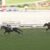 【競馬/ヴィクトリアM】デンコウアンジュ狙ってる奴こい！理由は？