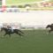 【競馬/福島牝馬S】デンコウアンジュ柴田善臣うますぎワロタｗｗｗｗｗｗｗｗｗｗｗｗｗｗｗｗｗｗｗｗｗｗｗｗｗｗｗｗ