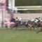 【競馬】１着　トゥザクラウン（福永祐一騎手） 「オーバーペースでしたが、よく凌いでくれました」