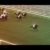【競馬】ディープインパクト号の死因、あまりに多い種付け頭数に起因か。毎年200頭以上で肉体面に負担