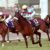 【競馬】アーモンドアイ、秋天後はJCまたは香港へ　国枝調教師「有馬は使わない」