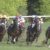 【競馬・朝日杯FS】3着レッドベルオーブ福永「僕のミスです」