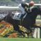 【競馬】サトノフラッグ 戸崎に戻る…