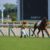 【競馬/青葉賞】ゴーフォザサミット蛯名上手すぎワロタwwwwwww