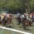【競馬・アイビスSD】急募 ライオンボスさんの次走