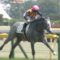 【競馬】レーンさん単勝1.2倍を飛ばすwwwww