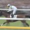 【競馬】ロジャーバローズ…