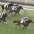 【競馬】オルフェ産駒2世代でOP馬2頭