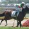 【競馬】モーザリオの馬名発表【キャロットクラブ】