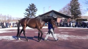 【競馬】大人気！！ドゥラメンテにサンデー会員殺到する！！！！！！