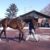 【競馬】大人気！！ドゥラメンテにサンデー会員殺到する！！！！！！