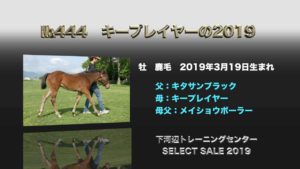 【競馬】セレクトに出されるキタサンブラック産駒評価してくれ! 【競馬】セレクトに出されるキタサンブラック産駒評価してくれ!