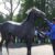 【競馬】総帥「社台もゴドルフィンもこの馬に（ウインブライト）手を出すな！！！」
