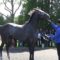 【競馬】総帥「社台もゴドルフィンもこの馬に（ウインブライト）手を出すな！！！」