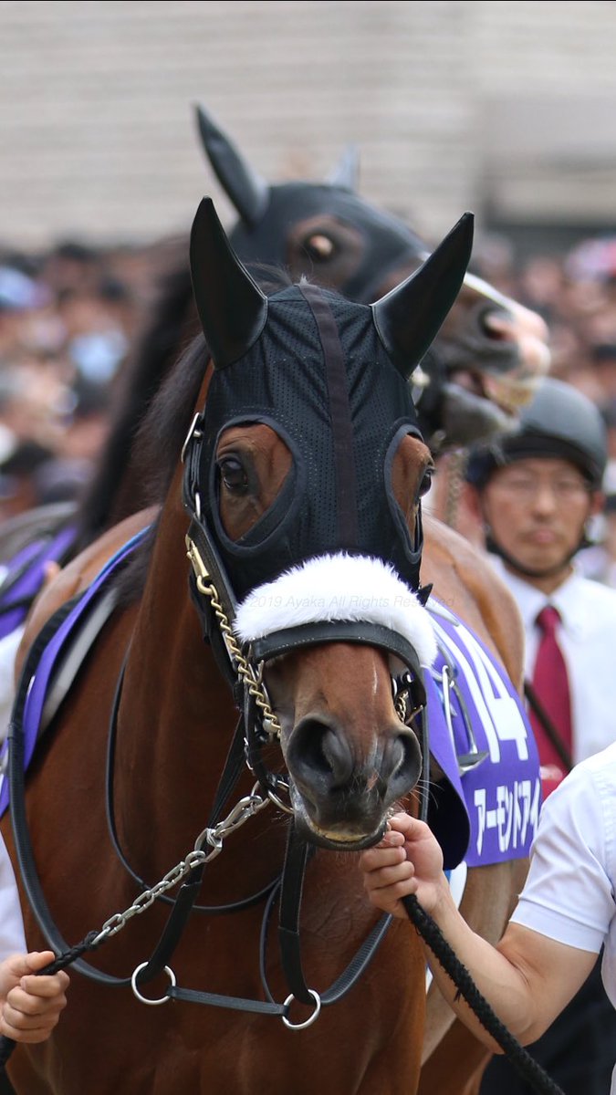 【競馬】[画像] パドックでアーモンドアイちゃんを見つめるダノンプレミアム君の目付きが卑猥すぎると話題