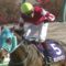 【競馬・阪神SJ】絶対王者オジュウチョウサン強すぎワロタwwwwwwwwwwww