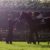 [競馬] ディープインパクト産駒最高傑作