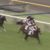 【競馬・新潟記念】ワーケア弱すぎだろwwwwww