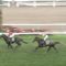 【競馬】サトノゴールドを勝たせれる豪腕騎手