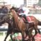 【競馬】ブラストワンピース30時間の長旅で30キロも痩せてしまう