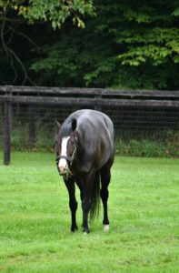 【競馬】[画像] イスラボニータが胡麻団子みたいになってて草ｗｗｗｗｗｗｗｗｗｗｗｗｗ