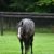 【競馬】[画像] イスラボニータが胡麻団子みたいになってて草ｗｗｗｗｗｗｗｗｗｗｗｗｗ