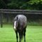 【競馬】[画像] イスラボニータが胡麻団子みたいになってて草ｗｗｗｗｗｗｗｗｗｗｗｗｗ
