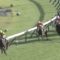 【競馬・京成杯AH】フジ青嶋「4コーナー、トロワゼトワルとのぎゅ～っと差が詰まってきた！！」