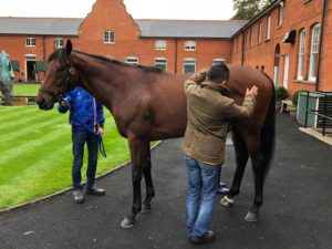 【競馬・凱旋門賞】エネイブル追い切り動画、ブラストワンピース陣営は枠順にご満悦
