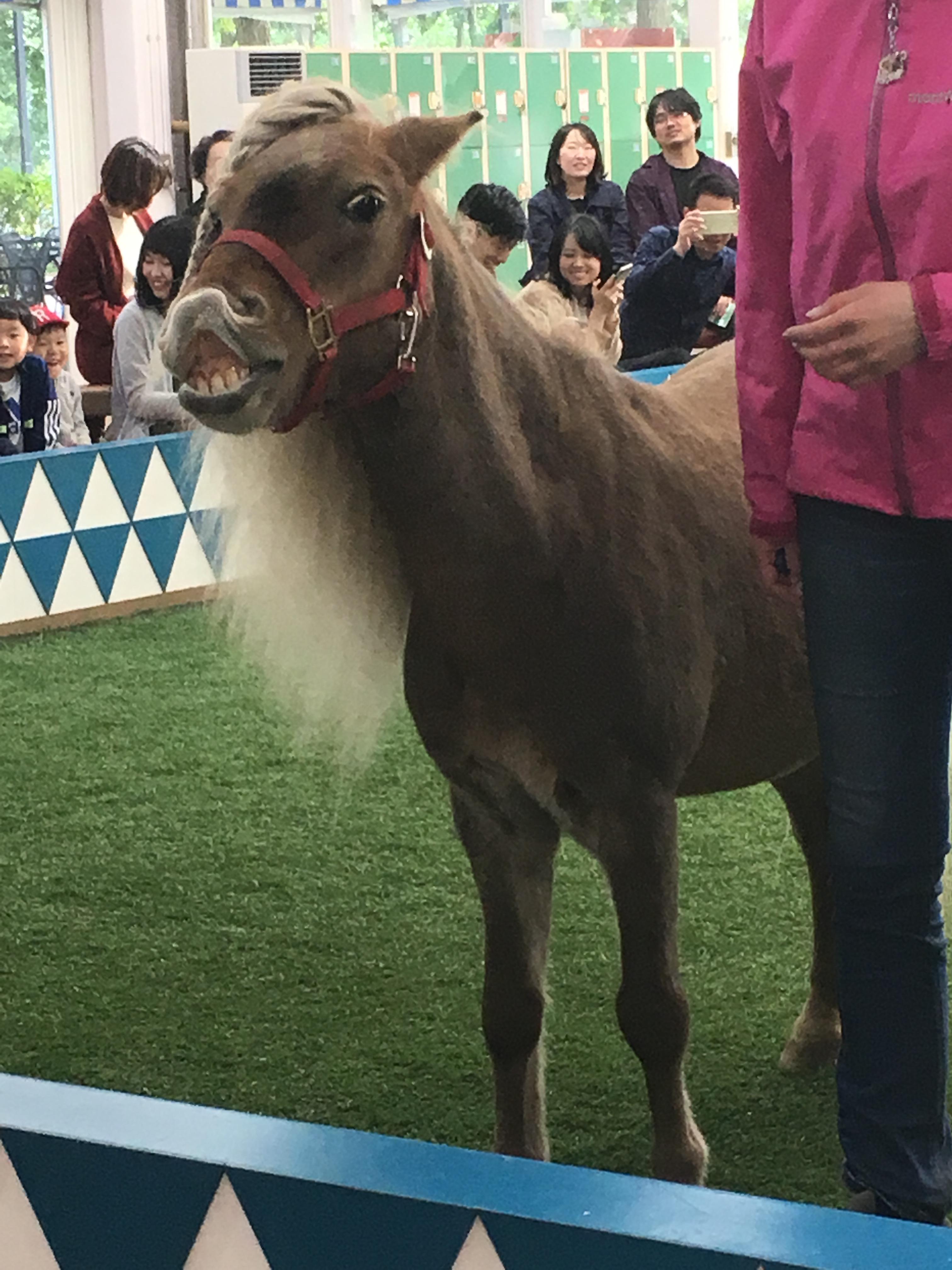 【競馬】[画像] 北海道牧場見学旅行日記