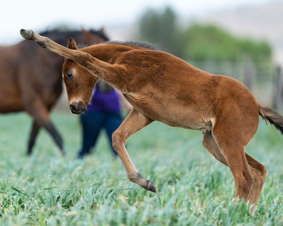 【競馬】[画像] トーセンスターダム産駒の仔馬が昇龍拳をマスターｗｗｗｗｗｗｗｗｗｗ