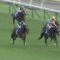 【競馬】マカヒキ武豊ｗｗｗｗｗｗｗｗｗｗｗｗｗｗｗｗｗｗｗ