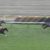 【競馬】川田がアーモンドアイのメイショウドトウ化してる件について