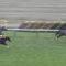【競馬】川田がアーモンドアイのメイショウドトウ化してる件について
