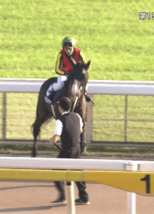 【競馬・ジャパンC】ダンビュライト陣営「ゲートまでしっかり行けばチャンスはある」