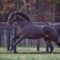 【競馬】[画像] 不甲斐ない現役馬に渇！キタサンブラック有馬に向けて自主トレ中