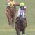 【競馬】サンデーサイレンス牝馬と相性いいのってマジでルーラーシップか？