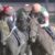 【競馬】クリソベリルほど強いのにここまで空気な馬を見たことないんだが