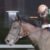 【競馬・帝王賞】クリソベリル強すぎワロタｗｗｗｗｗｗｗｗｗｗｗｗｗ