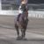 【競馬・サウジC】負けてもゴールドドリーム(6着)とクリソベリル(7着)で賞金1億円ゲットｗｗｗｗｗ